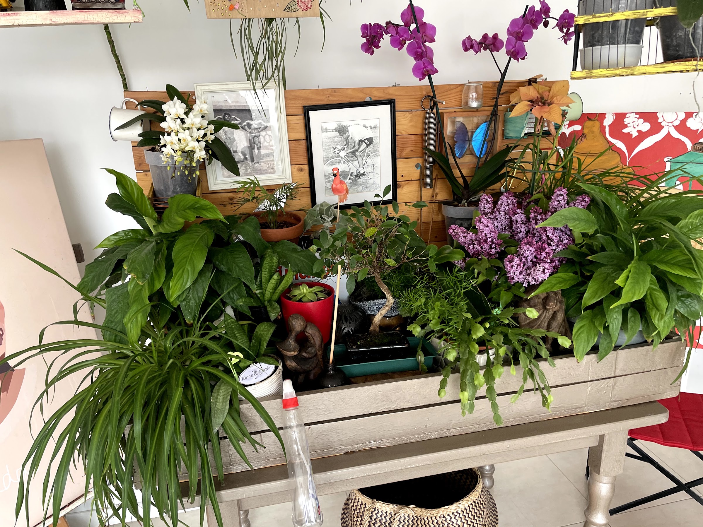 Mesa llena de plantas: orquídeas, bonsáis y láminas enmarcadas